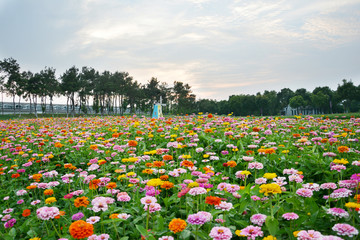 唯美花田