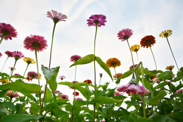 花朵与天空