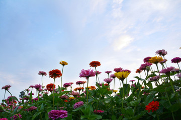 花朵与天空