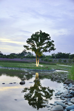 池塘树影