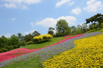 花田绿树蓝天