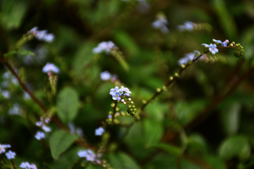 附地菜