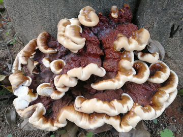 树舌灵芝 真菌  蘑菇