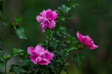 木槿花