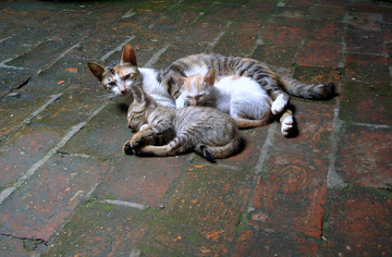 母猫和小猫
