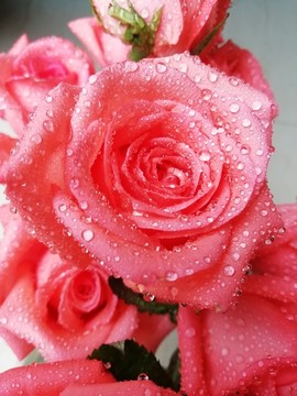 红玫瑰花鲜花花卉