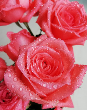 红玫瑰花鲜花花卉情人节