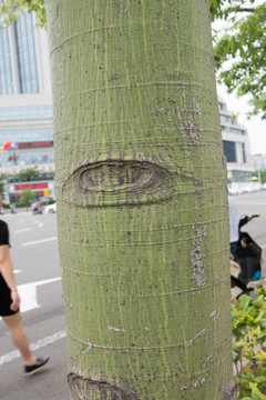 树眼