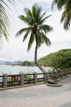 海边椰树