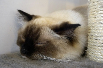 躺着的布偶猫 猫咪 宠物猫