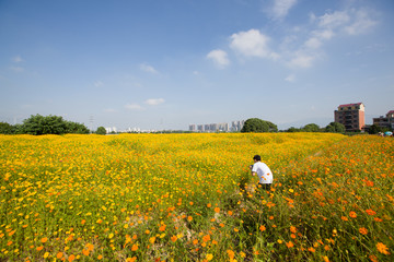 一遍花海