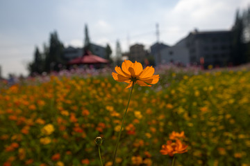 黄色格桑花