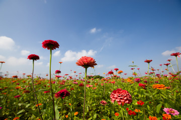 百日菊