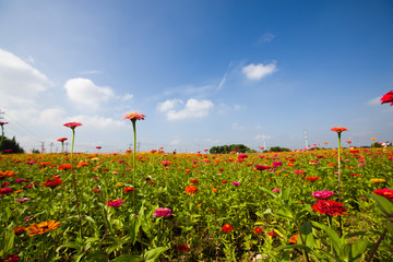 百日菊