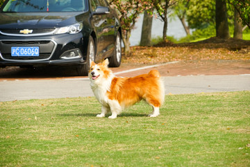 柯基犬