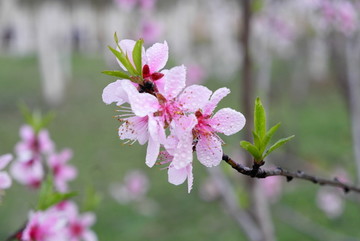 桃花