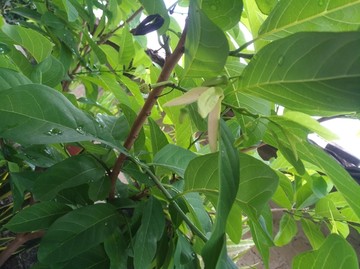 泰国荔枝花