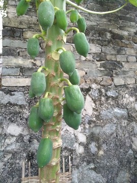 木瓜
