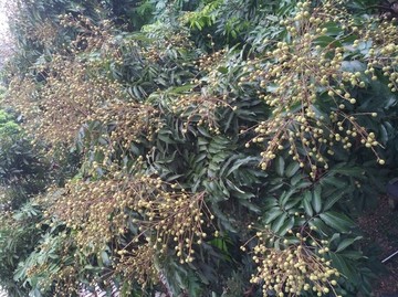桂圆