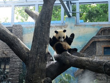 雨淋的大熊猫