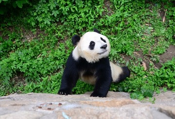 乞讨的大熊猫