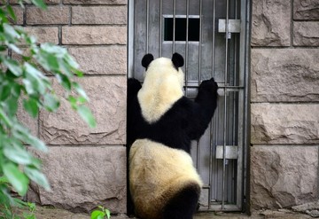 站在门前的大熊猫