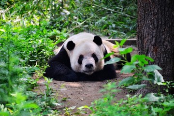 趴地上的大熊猫
