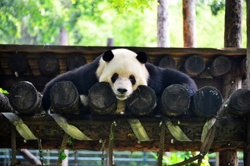 前肢趴地的大熊猫