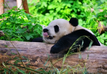 吐舌的大熊猫