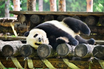 侧卧休息的大熊猫