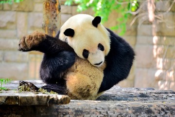 挠痒的大熊猫