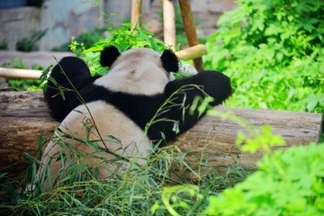 趴在木桩上休息的大熊猫