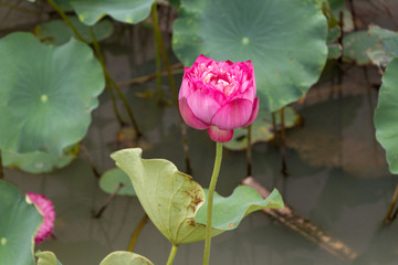 荷花