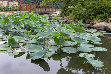 荷花