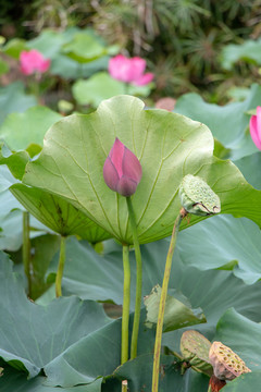 荷花
