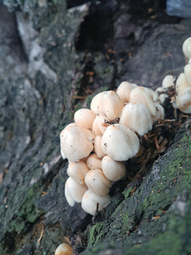 树上的蘑菇
