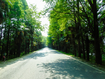 道路公路树木摄影图