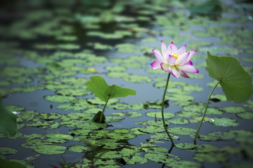 雨荷