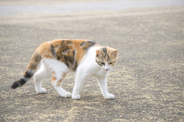 小花猫 猫步