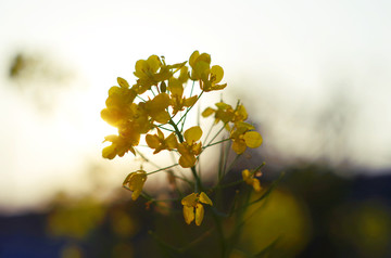 油菜花