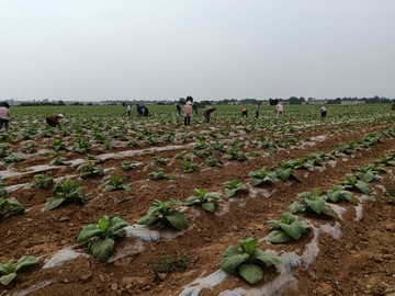 农村土地种植烟叶