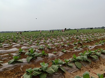 农村土地种植烟叶