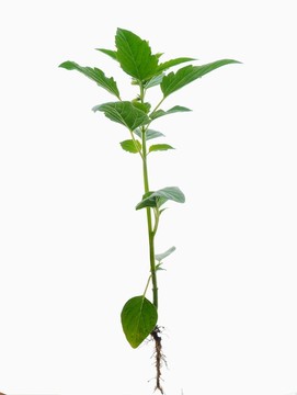 一株芝麻
