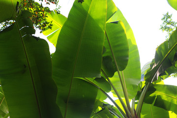 芭蕉树叶