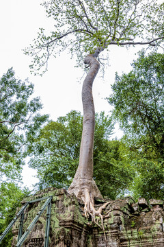 柬埔寨暹粒吴哥塔布笼寺