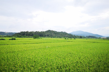 南方水稻