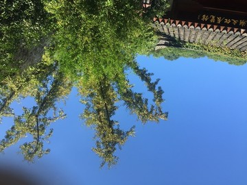 蓝天和树