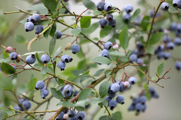 野生蓝莓树