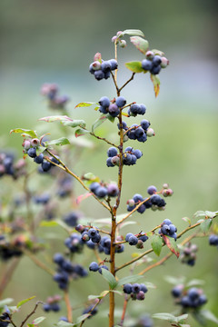 蓝莓树枝