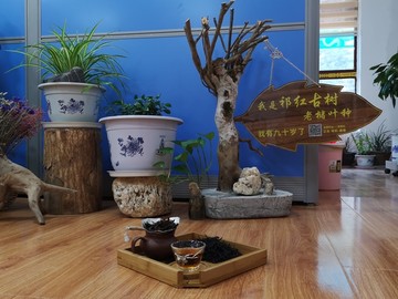 茶
